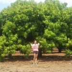 A mango a day…