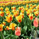 10x Tips voor een weekendje weg in Nederland
