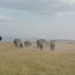 Amboseli National Park in Kenia: Home of Elephants