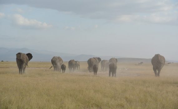 Kenia Amboseli