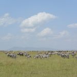 Maasai Mara Game Reserve: Het mooiste national park van Kenia