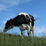 Vega-challenge: hoe is 30 dagen geen vlees bevallen?