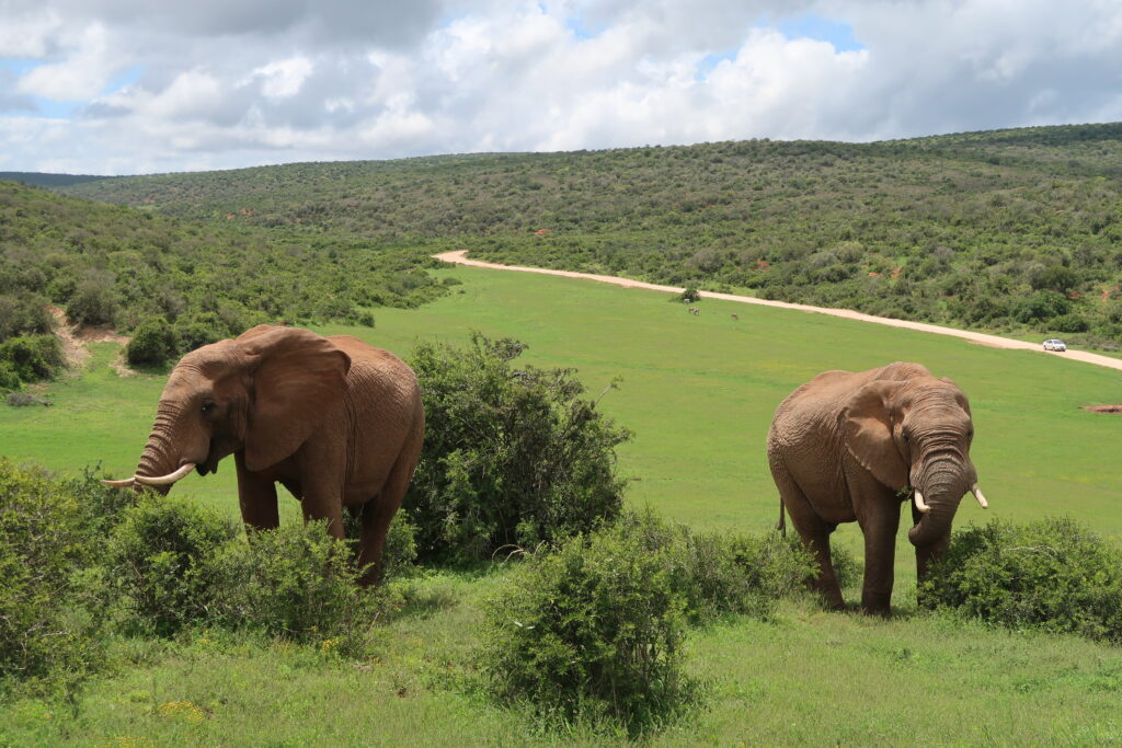 Olifant Addo Elephant Park