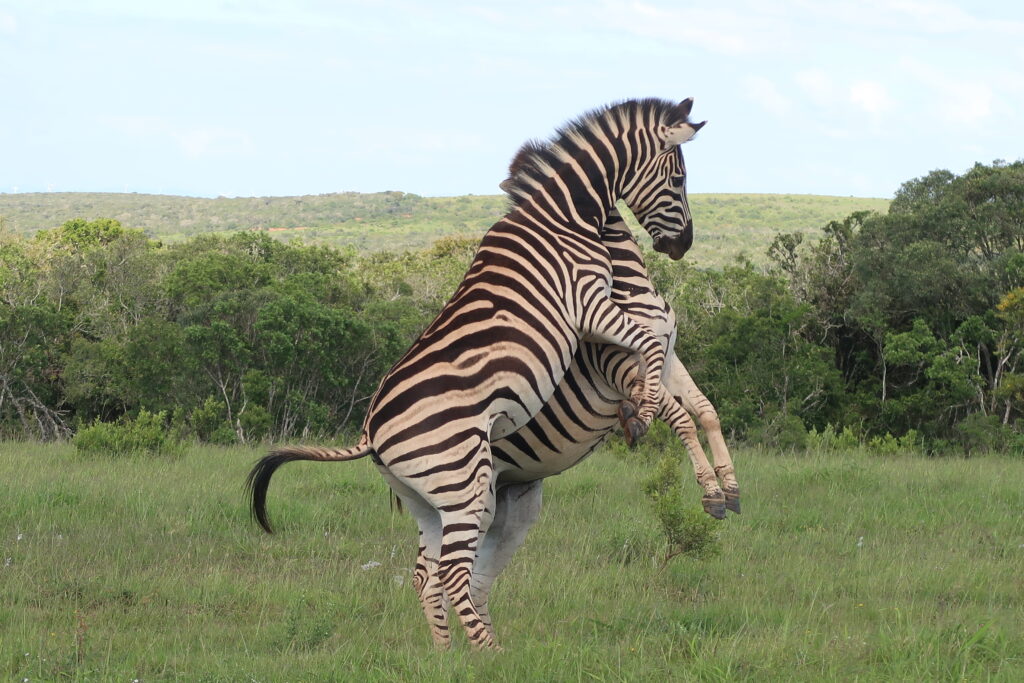 Zebra Addo Elephant Park