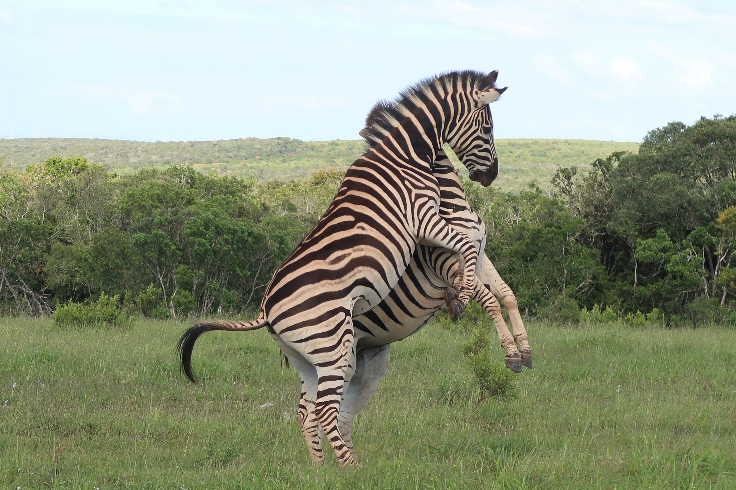 Zebra Addo Elephant Park